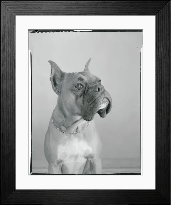 Framed Print : Close View of a Boxer Framed Print : Close View of a Boxer