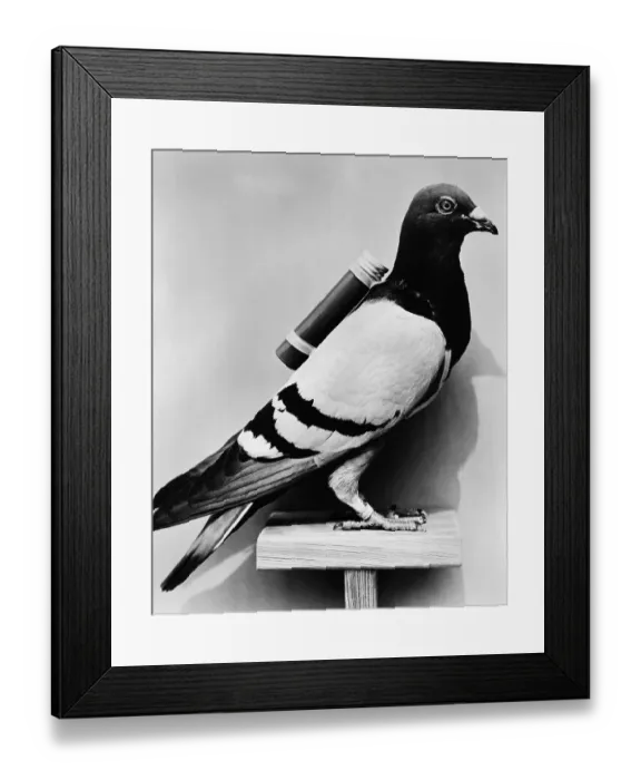 Framed Print : U.S. Army Carrier Pigeon Framed Print : U.S. Army Carrier Pigeon