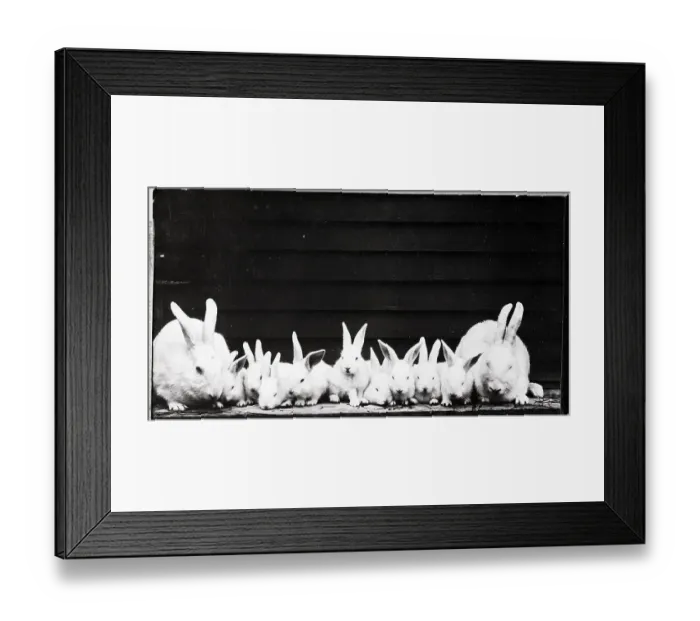 Framed Print : Rabbit Family Framed Print : Rabbit Family