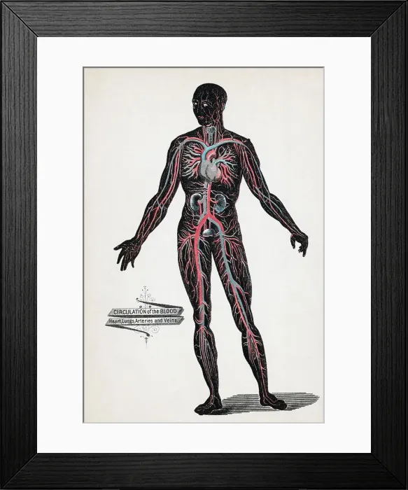 Framed Print : Lithograph of the Circulation Of Blood Framed Print : Lithograph of the Circulation Of Blood