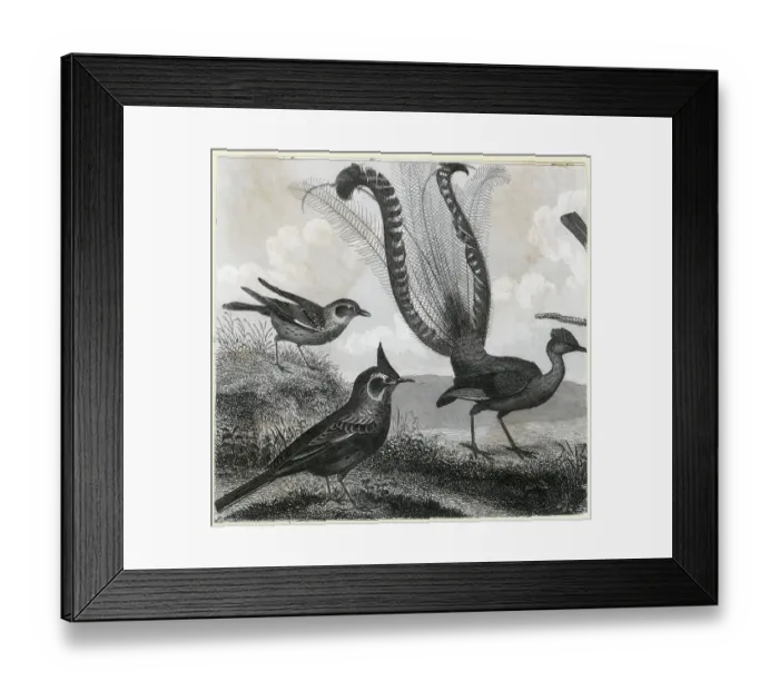 Framed Print : Engraving Of A Lyrebird Framed Print : Engraving Of A Lyrebird