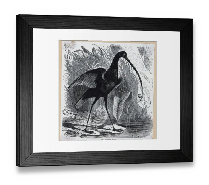 Framed Print : Engr Sicklebell Bird With Bug In Cheek