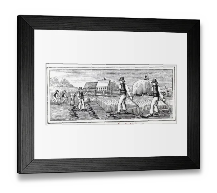 Framed Print : Farmers Work With Sickles, Hoes; Woodcut Framed Print : Farmers Work With Sickles, Hoes; Woodcut