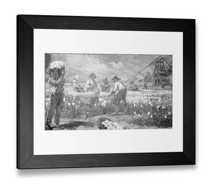 Framed Print : African American Slaves Picking Cotton Framed Print : African American Slaves Picking Cotton