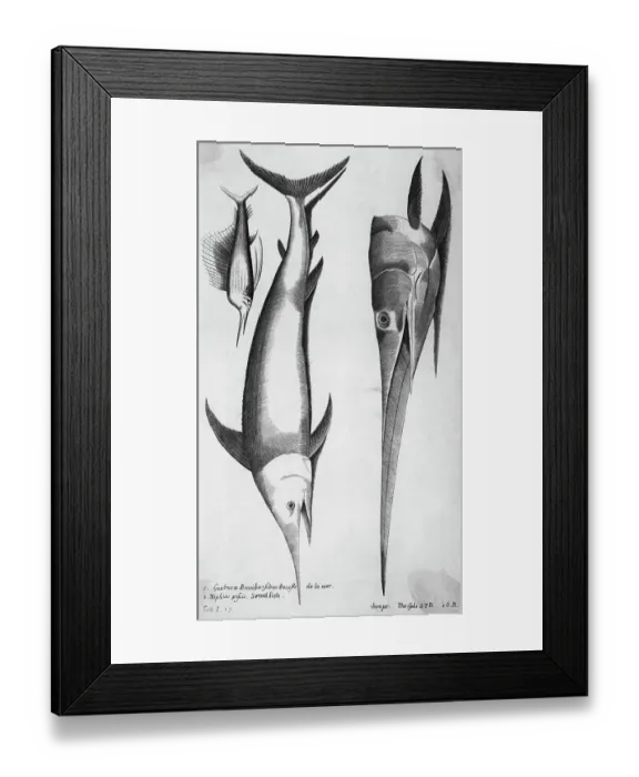 Framed Print : Engraving Of Swordfish Framed Print : Engraving Of Swordfish