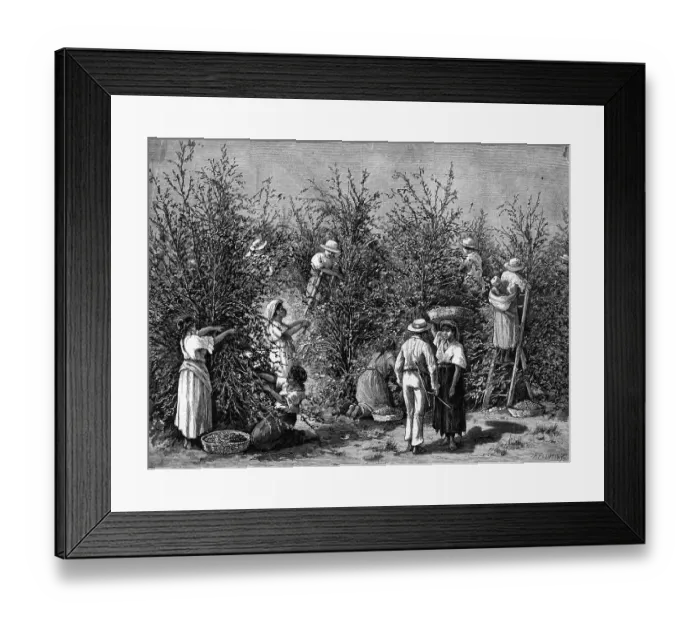 Framed Print : Coffee Picking In Costa Rica