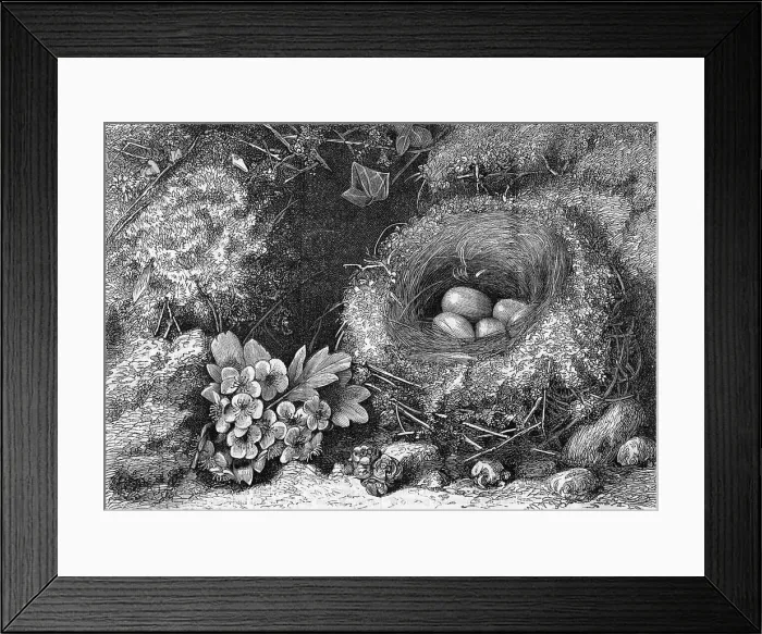 Framed Print : Engraving Of A Bird'S Nest With Eggs Framed Print : Engraving Of A Bird'S Nest With Eggs