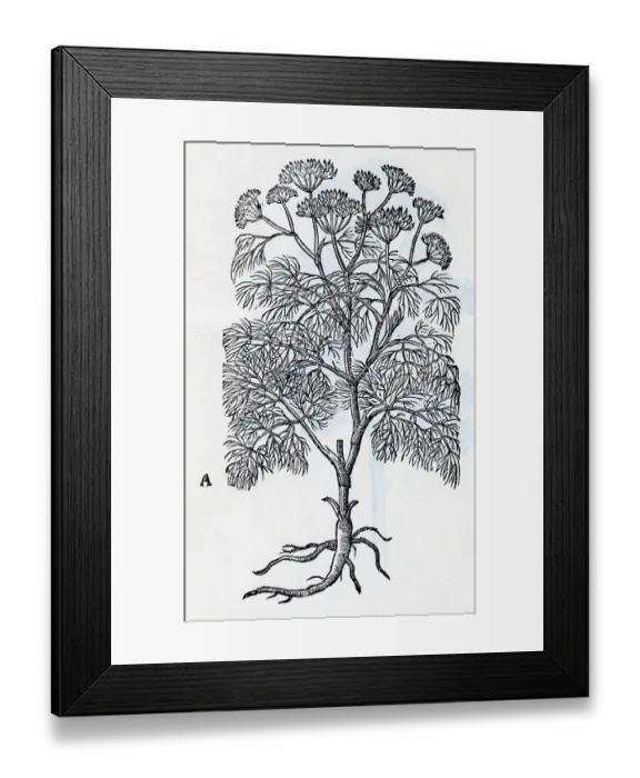 Framed Print : Common Fennel; Engraving Framed Print : Common Fennel; Engraving