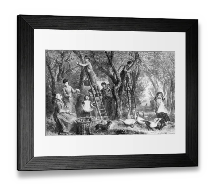 Framed Print : Engraving of Apple Orchard with Pickers Framed Print : Engraving of Apple Orchard with Pickers