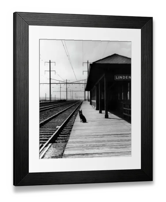 Framed Print : Dog Waiting at Empty Railroad Platform Framed Print : Dog Waiting at Empty Railroad Platform