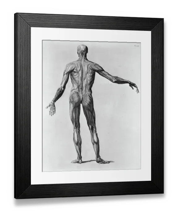 Framed Print : Anatomical Study of the Back of a Human Framed Print : Anatomical Study of the Back of a Human