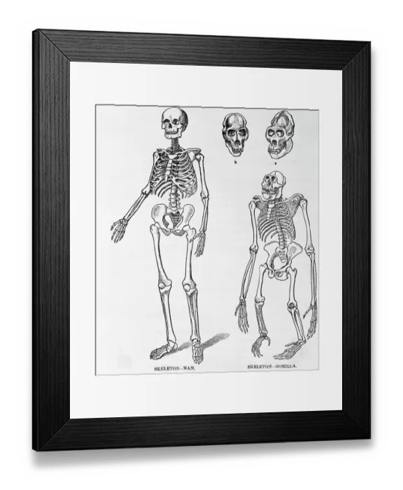 Framed Print : Skeletons Of Man And Gorilla; Drawing Framed Print : Skeletons Of Man And Gorilla; Drawing