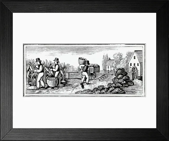 Framed Print : Woodcut Of Farmers Harvesting Crops Framed Print : Woodcut Of Farmers Harvesting Crops