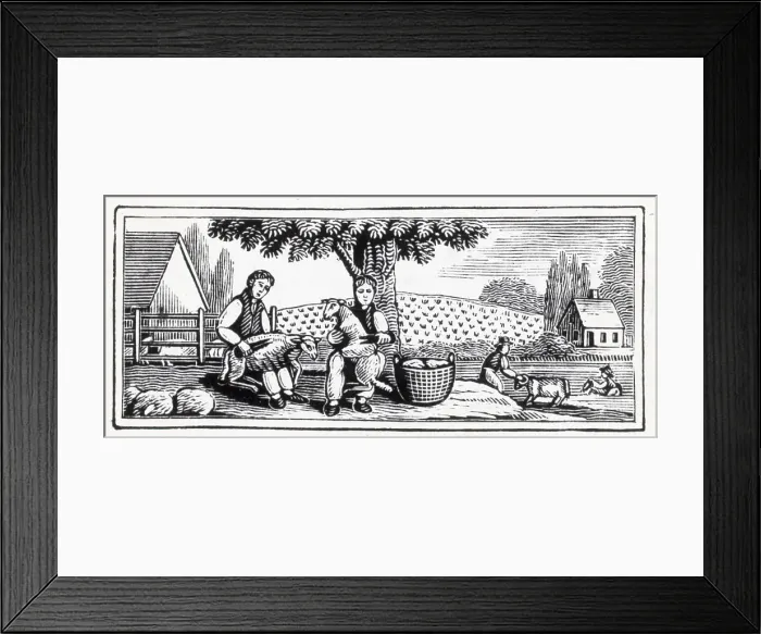 Framed Print : Woodcut; Farmers Shearing Sheep Framed Print : Woodcut; Farmers Shearing Sheep