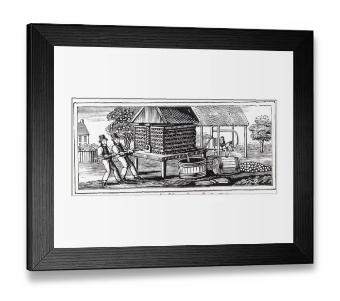 Framed Print : Woodcut Of Farmers Squeezing Fruit in Press Framed Print : Woodcut Of Farmers Squeezing Fruit in Press