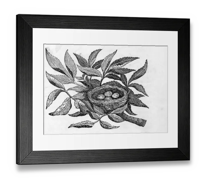 Framed Print : Nest Egg; Engraving; Tree Framed Print : Nest Egg; Engraving; Tree