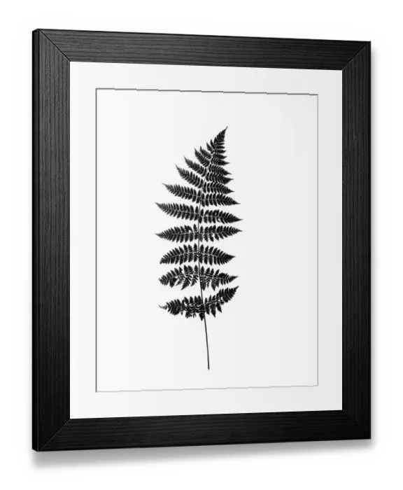 Framed Print : Photographic Study Of Fern Leaves