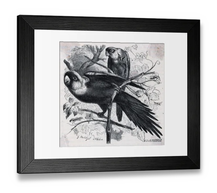 Framed Print : Engraving Of Carolina Parrots Framed Print : Engraving Of Carolina Parrots