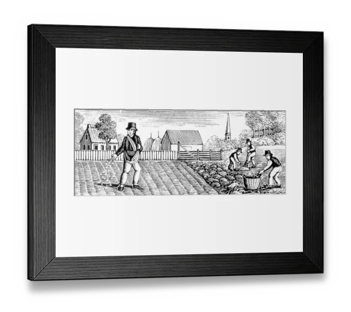 Framed Print : Farmers Sowing Crops Framed Print : Farmers Sowing Crops