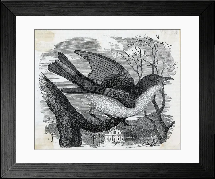 Framed Print : Engraving Of Bluebird Framed Print : Engraving Of Bluebird