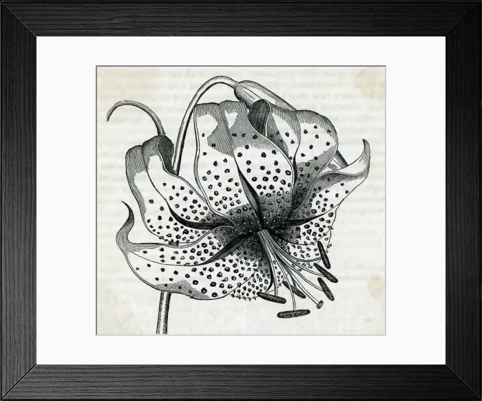 Framed Print : Engraving Of Lily Flower Framed Print : Engraving Of Lily Flower