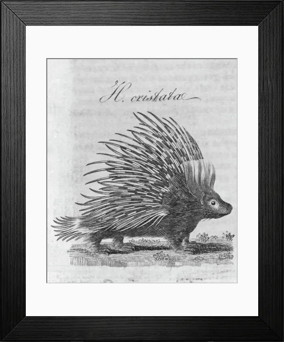 Framed Print : Porcupine; Engraving Framed Print : Porcupine; Engraving