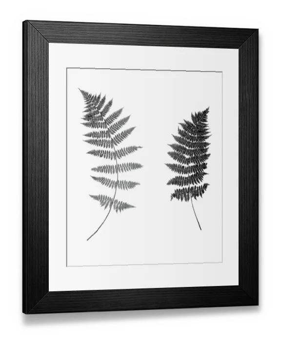 Framed Print : Photographic Study Of Fern Leaves Framed Print : Photographic Study Of Fern Leaves