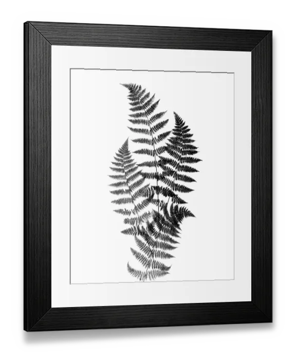 Framed Print : Photographic Study Of Fern Leaves