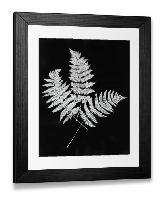 Framed Print : Photographic Study Of Fern Leaves Framed Print : Photographic Study Of Fern Leaves