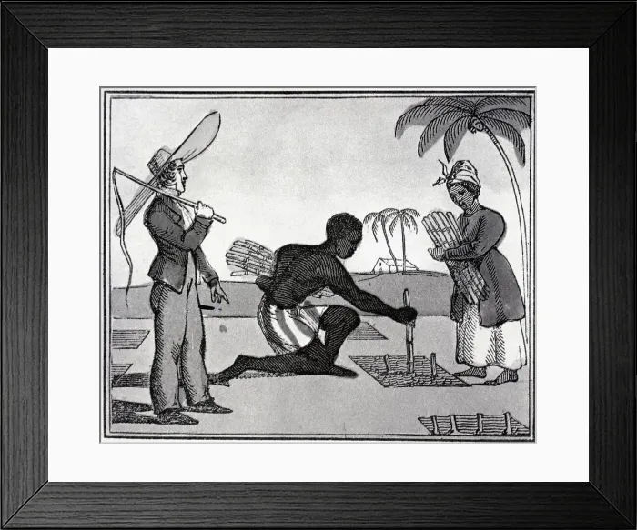 Framed Print : Black Slave Couple Plants Sugar Cane Framed Print : Black Slave Couple Plants Sugar Cane