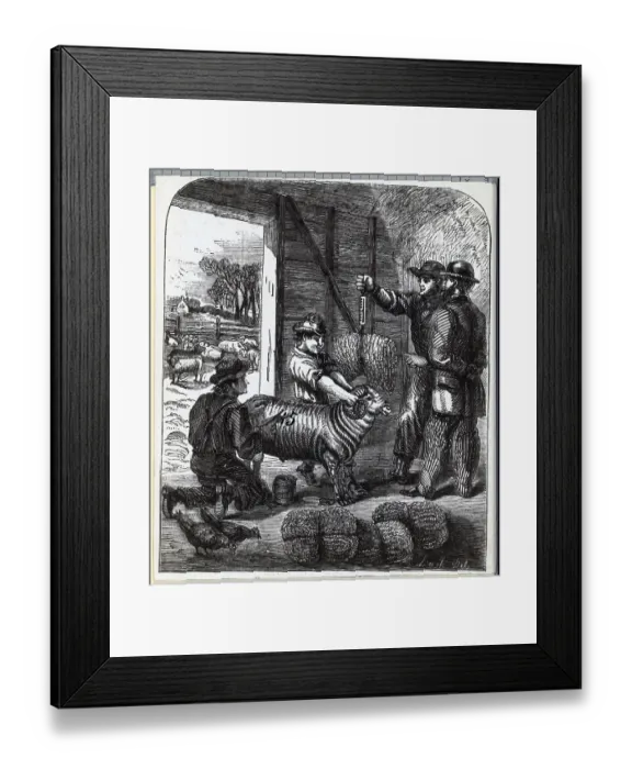 Framed Print : Shearing Sheep & Weighing The Wool Framed Print : Shearing Sheep & Weighing The Wool