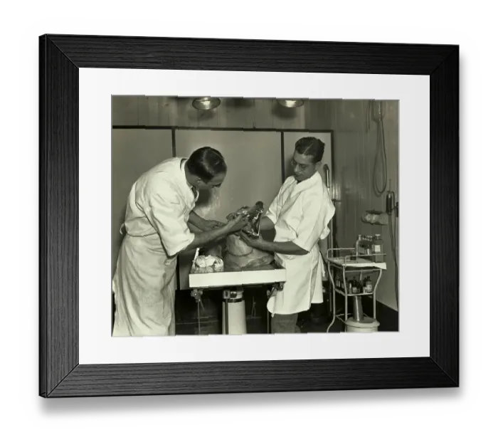 Framed Print : Dog Having Tonsils Removed Framed Print : Dog Having Tonsils Removed