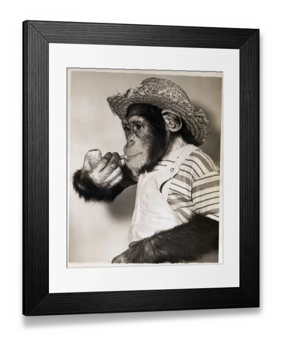 Framed Print : Monkey W / Corncob & Straw Hat Framed Print : Monkey W / Corncob & Straw Hat