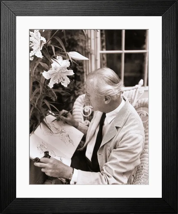 Framed Print : Multi Talented Cecil Beaton Working on Drawing Near Flowers Framed Print : Multi Talented Cecil Beaton Working on Drawing Near Flowers