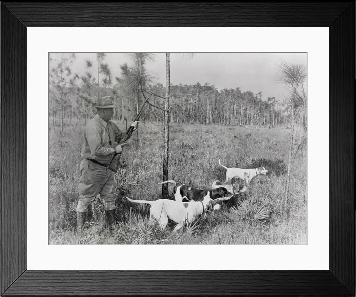 Framed Print : Pointers in Hunting Through Grassland Framed Print : Pointers in Hunting Through Grassland