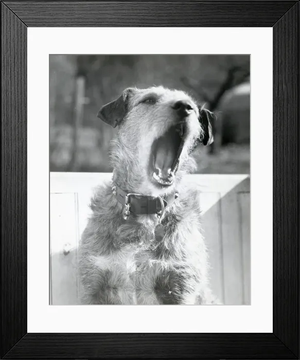 Framed Print : Dog Yawning Framed Print : Dog Yawning