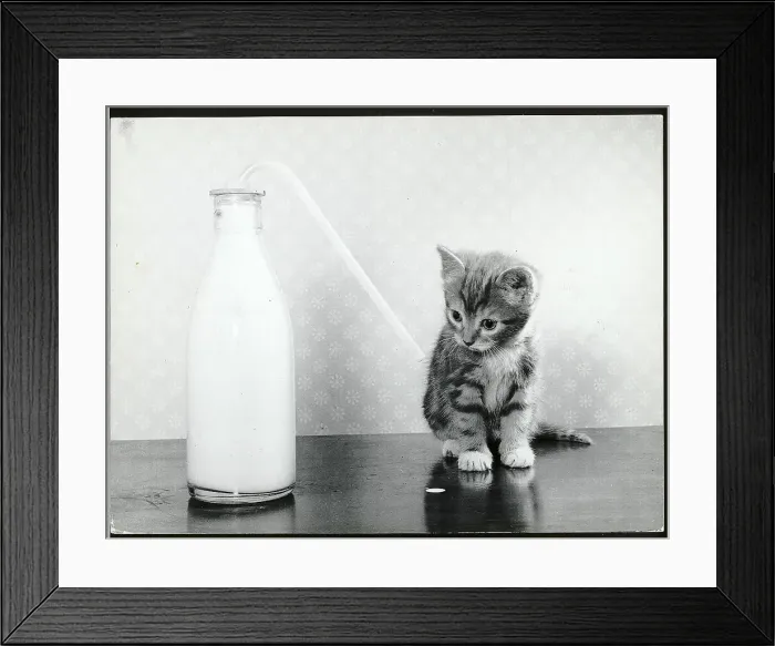 Framed Print : Kitten Sits W / Bottle Of Milk And Straw Framed Print : Kitten Sits W / Bottle Of Milk And Straw