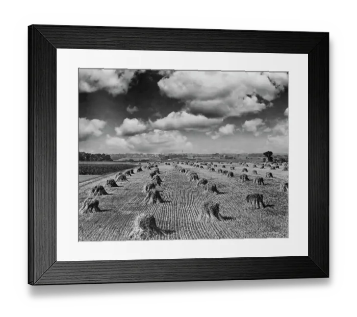 Framed Print : Midwestern Wheat Field at Harvest Time Framed Print : Midwestern Wheat Field at Harvest Time