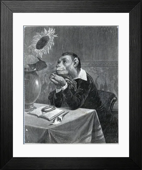 Framed Print : The Aesthetic Monkey Framed Print : The Aesthetic Monkey