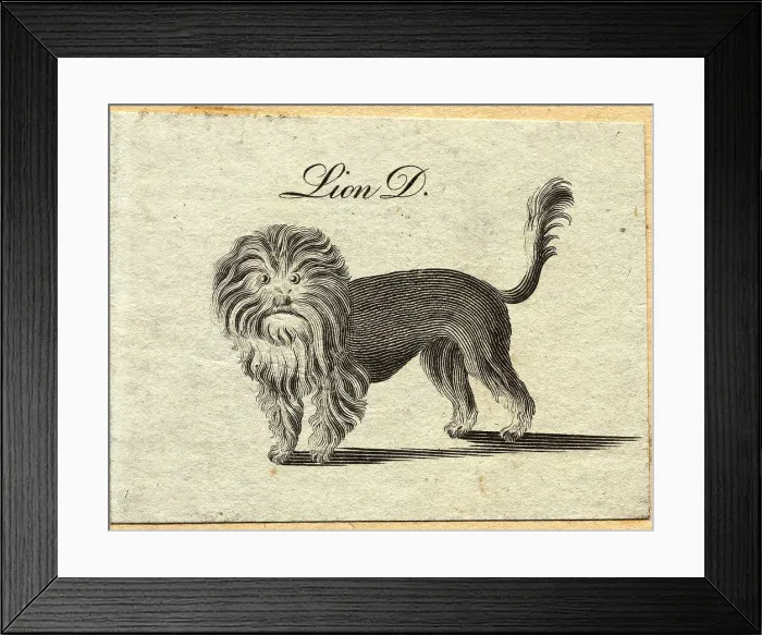 Framed Print : Woodcut of Lion Framed Print : Woodcut of Lion