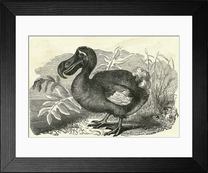 Framed Print : Engraving of a Dodo Bird Framed Print : Engraving of a Dodo Bird