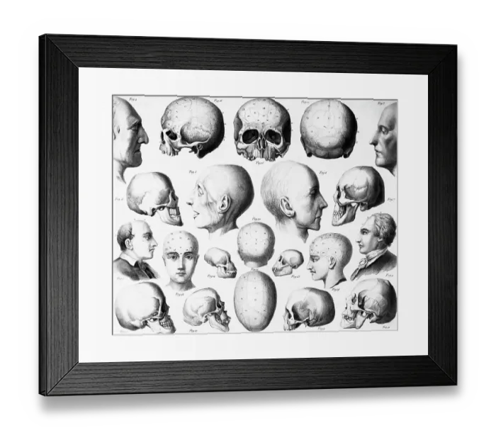 Framed Print : Various Skull Forms Framed Print : Various Skull Forms