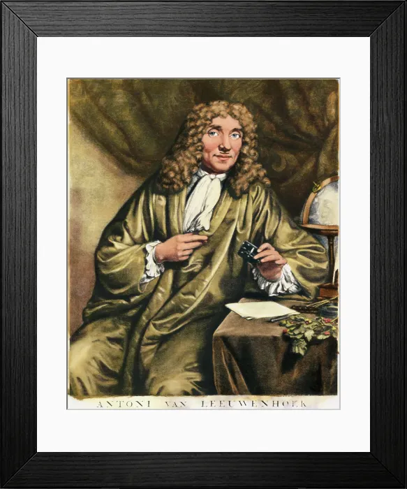 Framed Print : Antoni van Leeuwenhoek Engraving Framed Print : Antoni van Leeuwenhoek Engraving