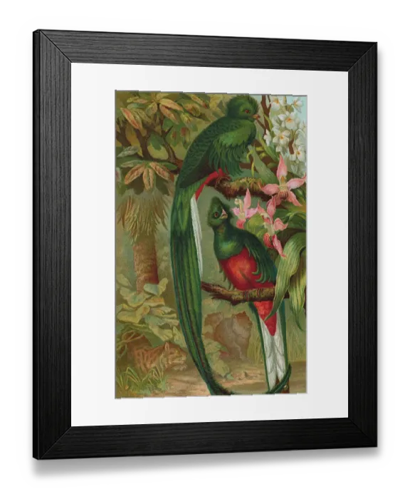 Framed Print : Painting of Exotic Birds Framed Print : Painting of Exotic Birds