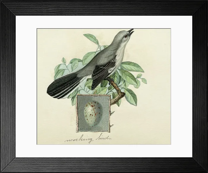 Framed Print : Mockingbird With An Egg Inset