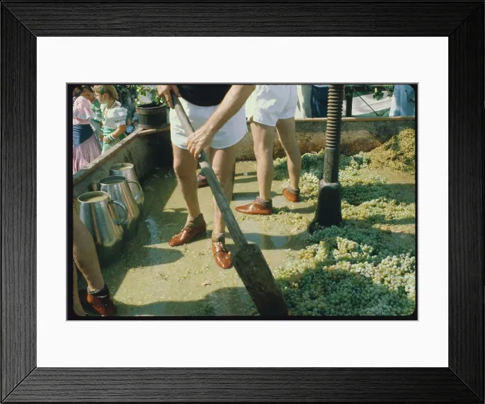 Framed Print : Workers Mashing Grapes Framed Print : Workers Mashing Grapes