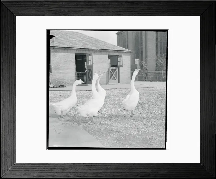 Framed Print : Opening Day of Farm-In-The-Zoo Framed Print : Opening Day of Farm-In-The-Zoo