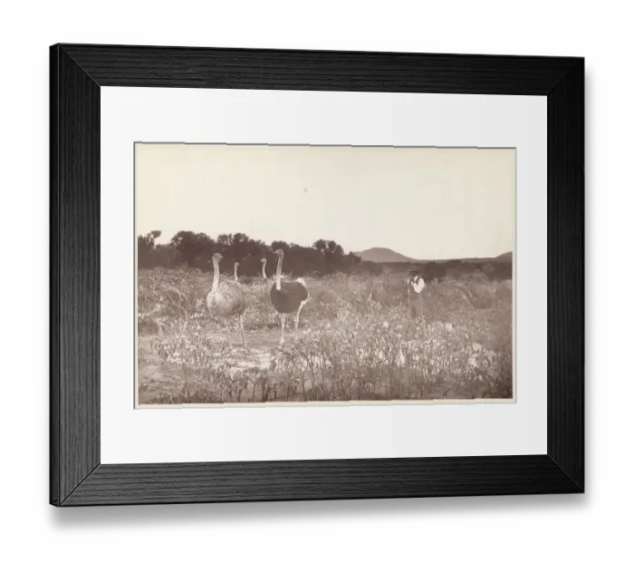 Framed Print : South African Ostrich Camp Framed Print : South African Ostrich Camp