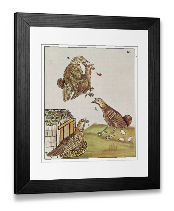 Framed Print : Wild Turkey Framed Print : Wild Turkey