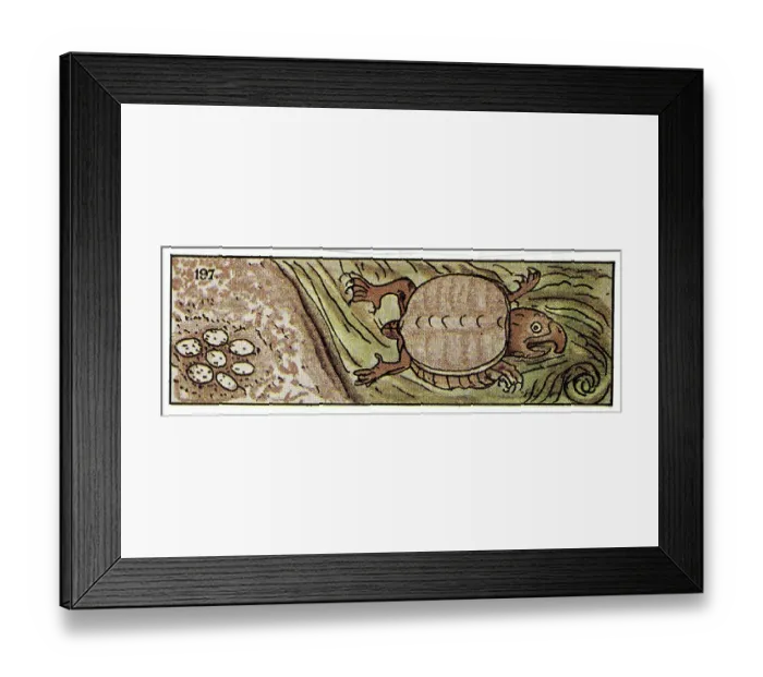 Framed Print : Turtle Swimming in Water Framed Print : Turtle Swimming in Water